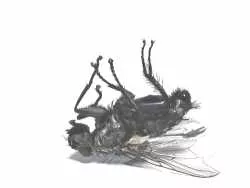 Fliegenspray für Pferde