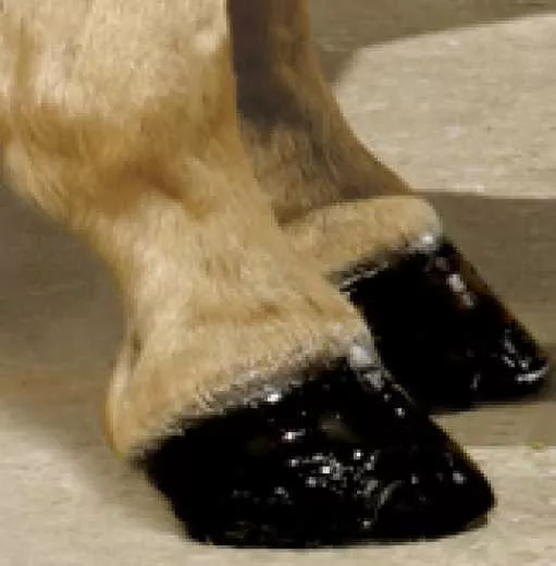 Absorbine Supershine Hoof Polish -black- 237ml